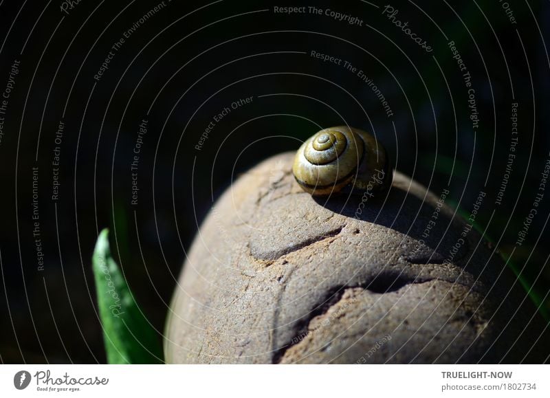 Steinhäuschen Natur Urelemente Sonnenlicht Sommer Herbst Gras Blatt Garten Feld Felsen Gipfel Schnecke 1 Tier Sand braun gelb grün Senior anstrengen Einsamkeit