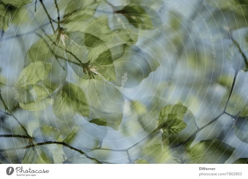 Sommerwald Kunst Umwelt Natur Pflanze Urelemente Himmel Frühling Klimawandel Schönes Wetter Baum Blatt Grünpflanze Wildpflanze Wald dünn fantastisch hell grün