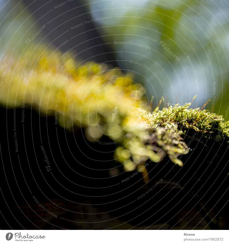 mit Helgi unterwegs | Moos vom Dach Natur Pflanze Schönes Wetter Grünpflanze Wald Freundlichkeit positiv weich gold grün Wachstum Farbfoto Außenaufnahme