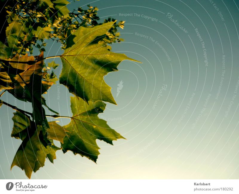 dialektik. himmel. Design Leben Wohlgefühl Freiheit Erntedankfest Gartenarbeit Umwelt Natur Himmel Herbst Baum Park hängen grün Bewegung Zufriedenheit Hoffnung