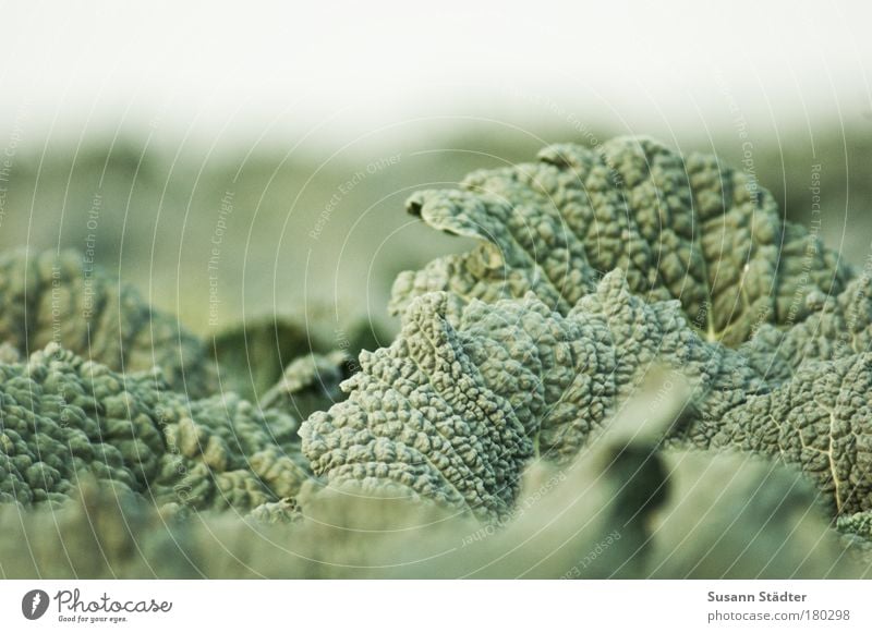 Eintopf Farbfoto Außenaufnahme Detailaufnahme Menschenleer Gemüse Bioprodukte Vegetarische Ernährung Pflanze Blatt Nutzpflanze Feld Wachstum Kohl Wirsing