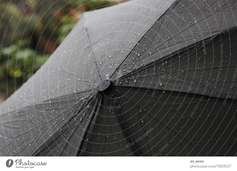 Herbstwetter Halloween Trauerfeier Beerdigung Umwelt Natur Wasser Wassertropfen Klima Klimawandel Wetter schlechtes Wetter Unwetter Regen Tropfen glänzend