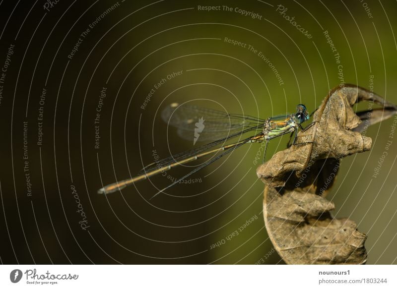 Libelle auf einem trockenen Blatt Tier Sonnenlicht Herbst Park Wildtier Klein Libelle 1 hocken sitzen dehydrieren klein dünn schön blau braun mehrfarbig grün