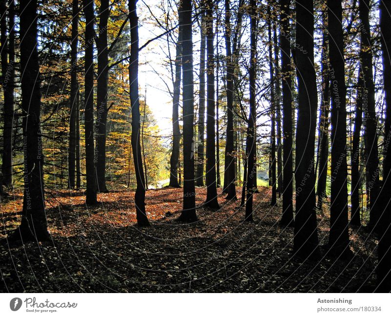 IIIIIIII Umwelt Natur Landschaft Pflanze Erde Himmel Sommer Wetter Schönes Wetter Baum Blatt Wald Holz dehydrieren Wachstum hell hoch braun grün schwarz weiß