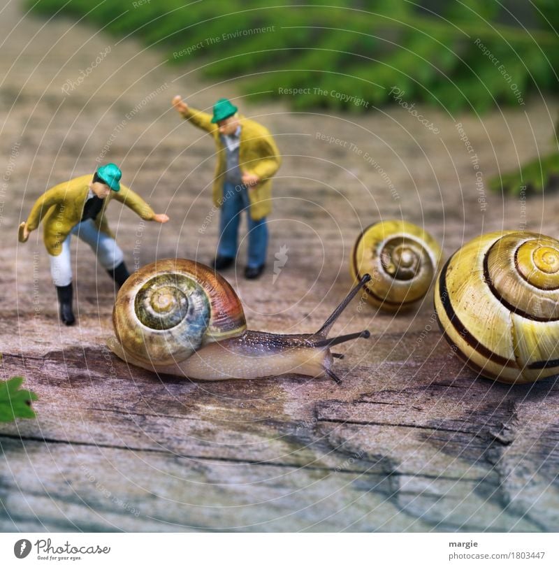 Miniwelten - Wirst du wohl... Mensch maskulin Mann Erwachsene 2 Tier Wildtier Schnecke 3 schreien gelb grün Schneckenhaus Schneckenschleim Spirale schlagen