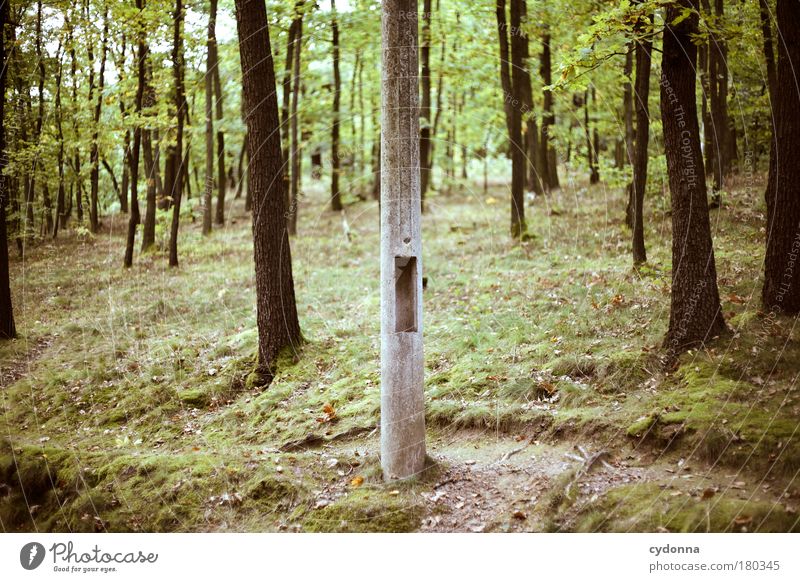 Baum unter Bäumen Farbfoto Außenaufnahme Detailaufnahme Menschenleer Tag Licht Schatten Kontrast Schwache Tiefenschärfe Zentralperspektive Umwelt Natur