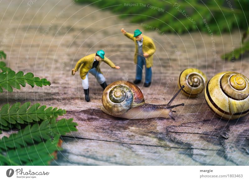 Miniwelt - Schnecken Erziehung Mensch maskulin Mann Erwachsene 2 Pflanze Blatt Tier Nutztier Wildtier 3 gelb grün Querformat Miniatur Körper Farn Landwirt Stock