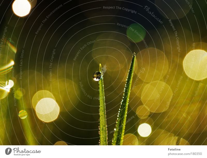 Morgentau Farbfoto mehrfarbig Außenaufnahme Tag Licht Reflexion & Spiegelung Sonnenlicht Sonnenstrahlen Umwelt Natur Landschaft Pflanze Wasser Wassertropfen