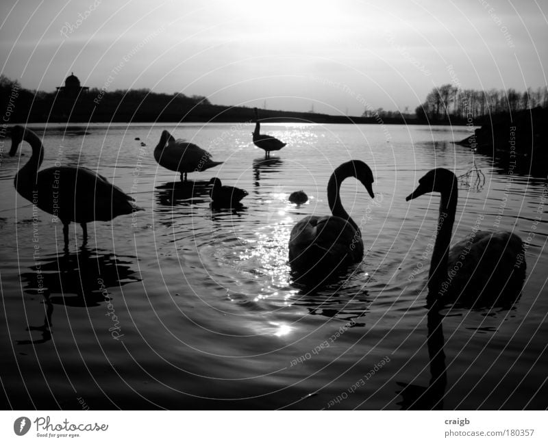 Schwenken umher Schwarzweißfoto Außenaufnahme Menschenleer Tag Silhouette Reflexion & Spiegelung Gegenlicht Natur Landschaft Tier Wasser Himmel Seeufer Teich