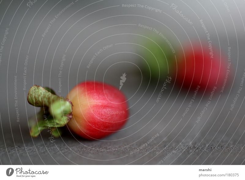 miniradieschen Farbfoto Nahaufnahme Detailaufnahme Makroaufnahme Unschärfe Schwache Tiefenschärfe Lebensmittel Natur Pflanze Sträucher Blatt Blüte Grünpflanze