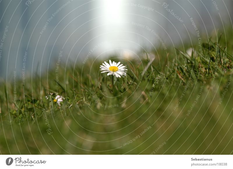 Bellis perennis Pflanze Gänseblümchen Blume Wiese Rasen Makroaufnahme