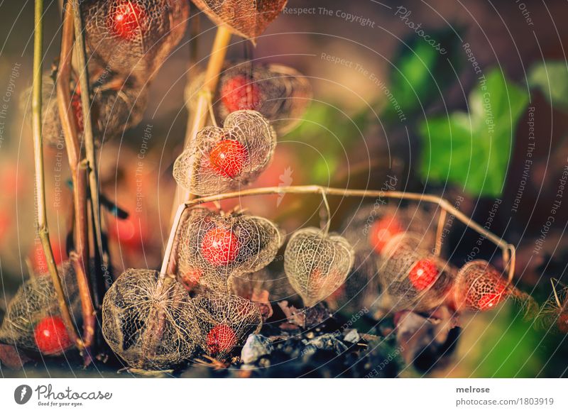 Physalisnetzchen Südfrüchte elegant Stil Natur Erde Sommer Schönes Wetter Pflanze Sträucher Wildpflanze Frucht Lampionblume Blume Garten Park Netzchen Kugel