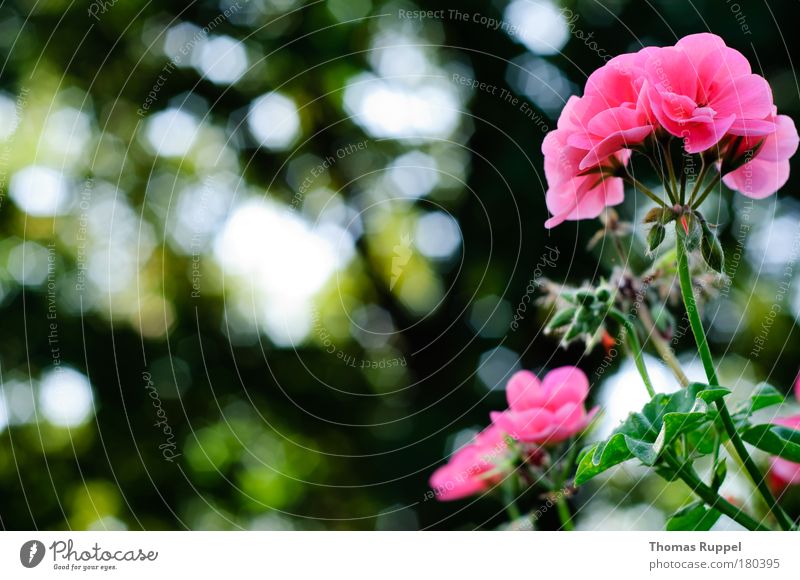 Geranie Farbfoto Außenaufnahme Detailaufnahme Menschenleer Textfreiraum links Tag Gegenlicht Schwache Tiefenschärfe Umwelt Natur Pflanze Sommer Herbst Wetter