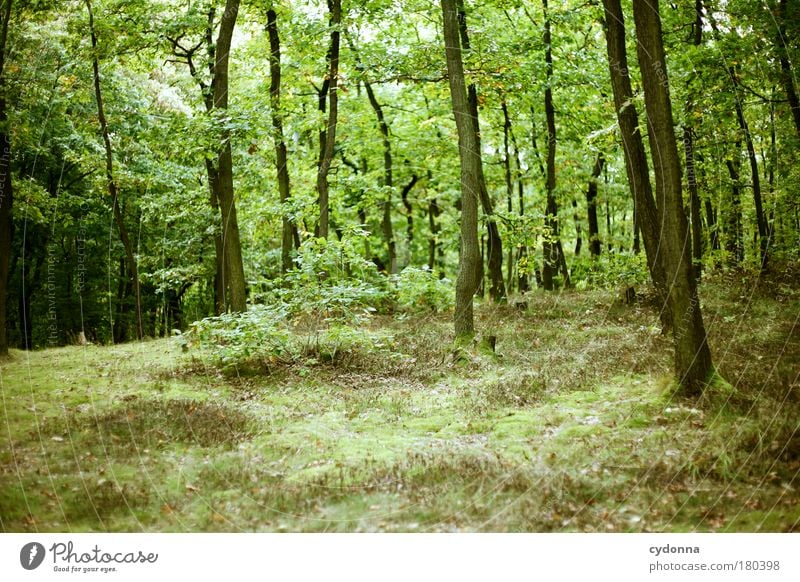 Grün Farbfoto Außenaufnahme Menschenleer Textfreiraum unten Tag Licht Schatten Kontrast Schwache Tiefenschärfe Zentralperspektive Leben Wohlgefühl Erholung