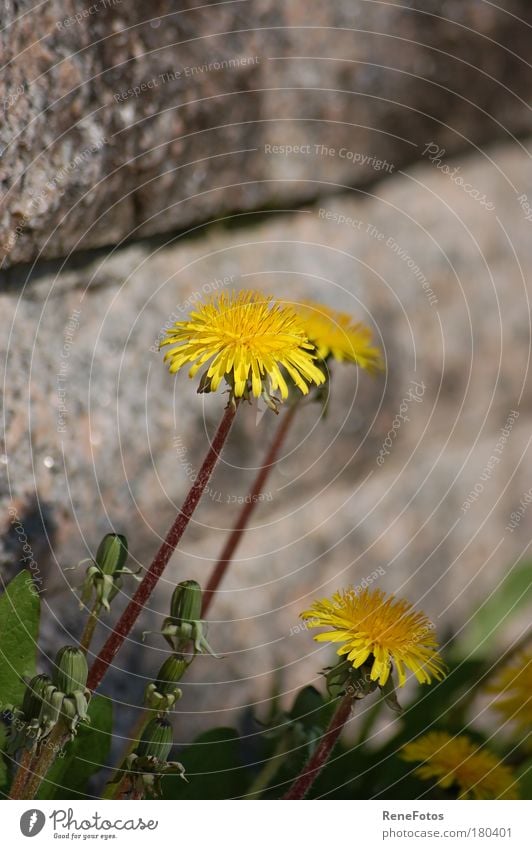 "Mauerblümchen" Farbfoto Nahaufnahme Tag Schwache Tiefenschärfe Zentralperspektive Sommer Schönes Wetter Pflanze Blume Blüte Wildpflanze Park Wand ästhetisch