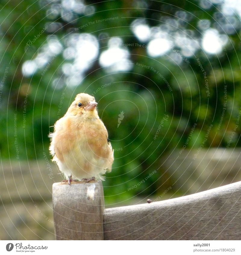 teilst du deinen Keks mit mir...? Tier Vogel 1 beobachten hocken Blick warten frech einzigartig Neugier niedlich gelb orange Appetit & Hunger betteln Stuhl Holz