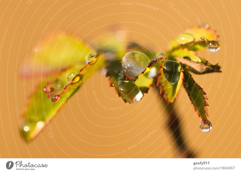 Wassertropfen Umwelt Natur Landschaft Frühling Sommer Herbst schlechtes Wetter Regen Pflanze Sträucher Blatt Grünpflanze Wildpflanze Garten Park Kugel Tropfen