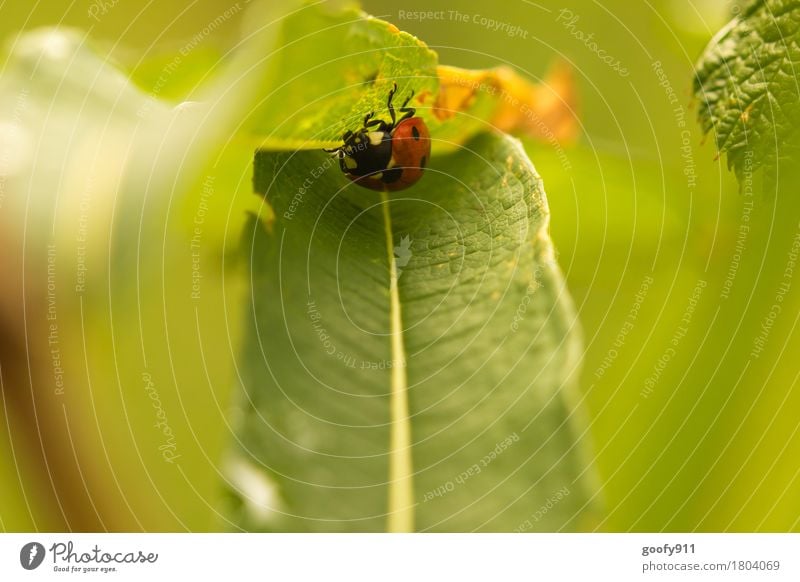 In Deckung Umwelt Natur Erde Luft Schönes Wetter Pflanze Sträucher Blatt Grünpflanze Wildpflanze Garten Park Wiese Tier Nutztier Wildtier Käfer Tiergesicht