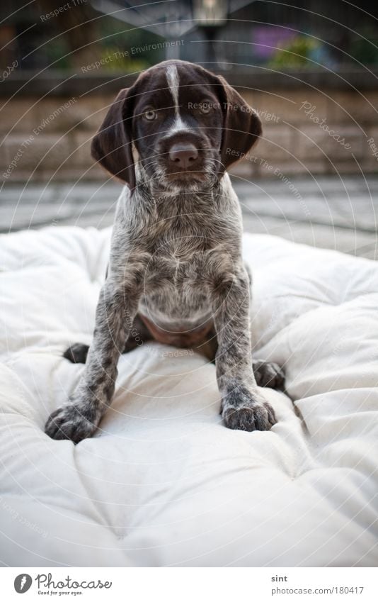 braver hund Farbfoto Außenaufnahme Textfreiraum unten Tag Schwache Tiefenschärfe Tierporträt Blick in die Kamera Haustier Hund 1 beobachten sitzen ästhetisch