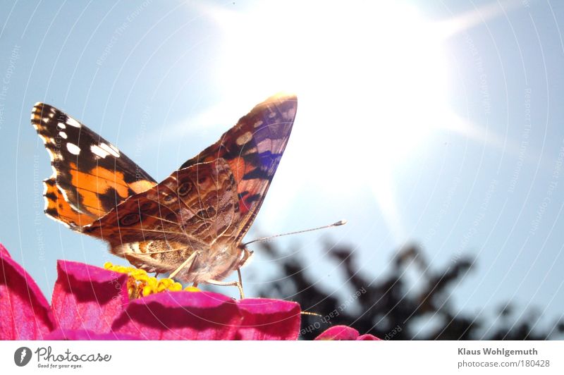 Distelfalter nascht im Sonnenlicht an einer Zinnienblüte Farbfoto mehrfarbig Außenaufnahme Detailaufnahme Makroaufnahme Menschenleer Tag Blitzlichtaufnahme