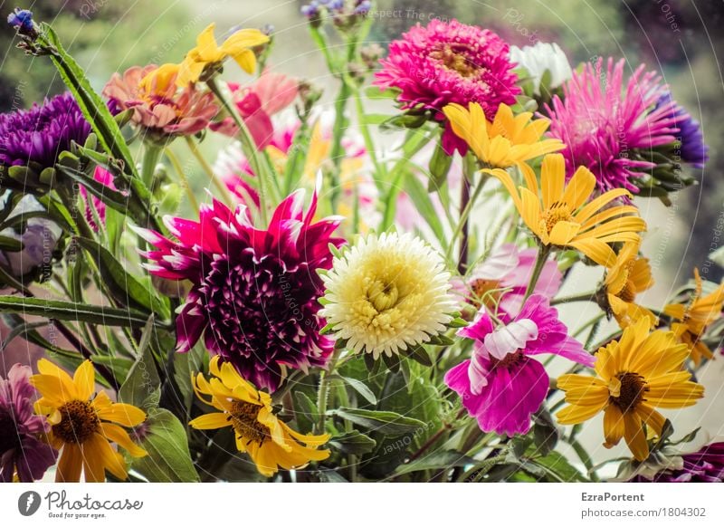 Strauß (bunt) Natur Pflanze Sommer Blume Blüte Blühend natürlich mehrfarbig grün rot Floristik Blumenstrauß Wiesenblume Dahlien Sonnenbraut Farbfoto