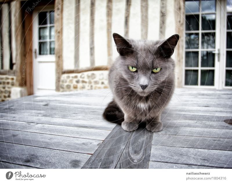 der Chef Tier Haustier Katze Tiergesicht 1 Holz beobachten Blick sitzen bedrohlich frech kuschlig Neugier Geschwindigkeit seriös weich grau Stimmung Coolness