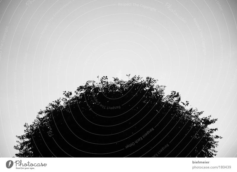 sonne auf erden Schwarzweißfoto Außenaufnahme Menschenleer Textfreiraum oben Textfreiraum unten Textfreiraum Mitte Hintergrund neutral Tag Kontrast Silhouette