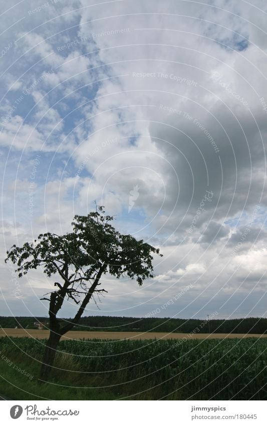 Landschaft Farbfoto Außenaufnahme Menschenleer Tag Natur Himmel Wolken Sommer Schönes Wetter Baum Feld Freundlichkeit hoch positiv