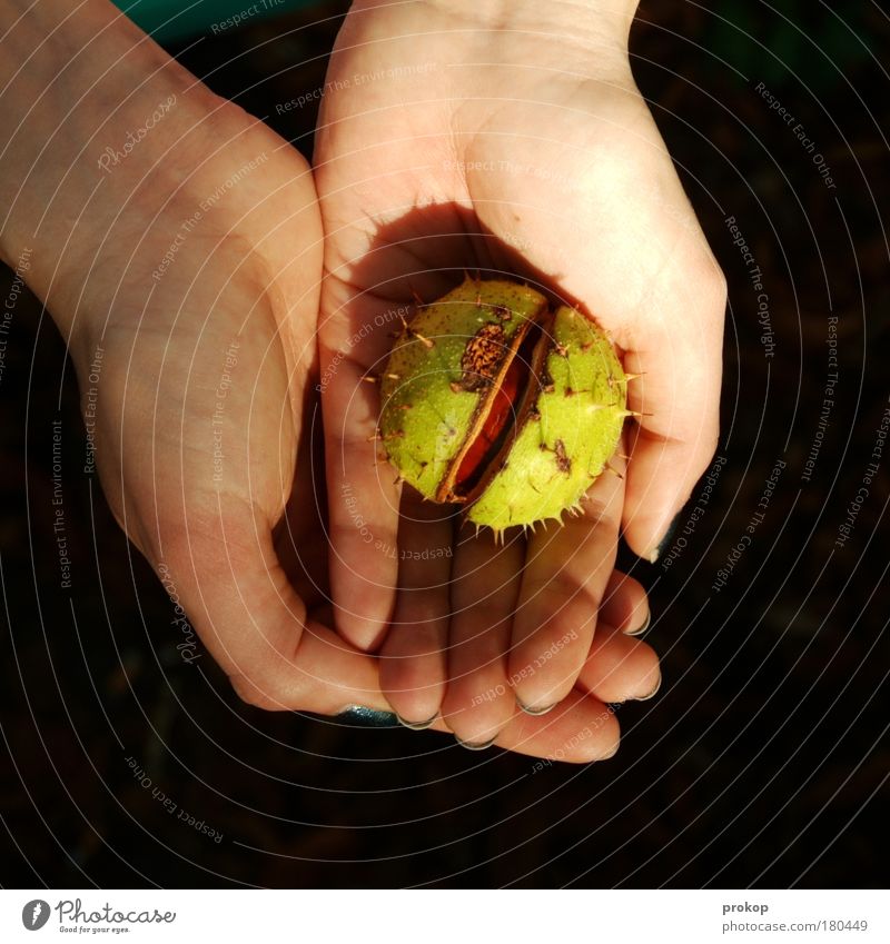 Herbst halten Farbfoto Außenaufnahme Tag Licht Schatten Vogelperspektive Zentralperspektive Mensch feminin Hand Umwelt Natur Pflanze gebrauchen festhalten