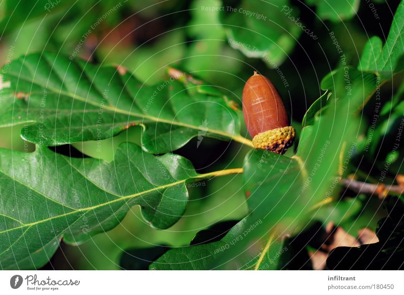 es wird Herbst Farbfoto Außenaufnahme Nahaufnahme Menschenleer Textfreiraum links Tag Natur Pflanze Baum Blatt natürlich braun grün Kraft ruhig Umweltschutz