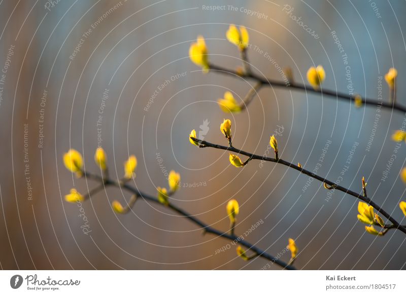 Pflanzen im Gegenlicht Natur Frühling Herbst Blatt Seeufer ästhetisch frisch natürlich blau braun gelb gold Zufriedenheit Frühlingsgefühle Gelassenheit ruhig