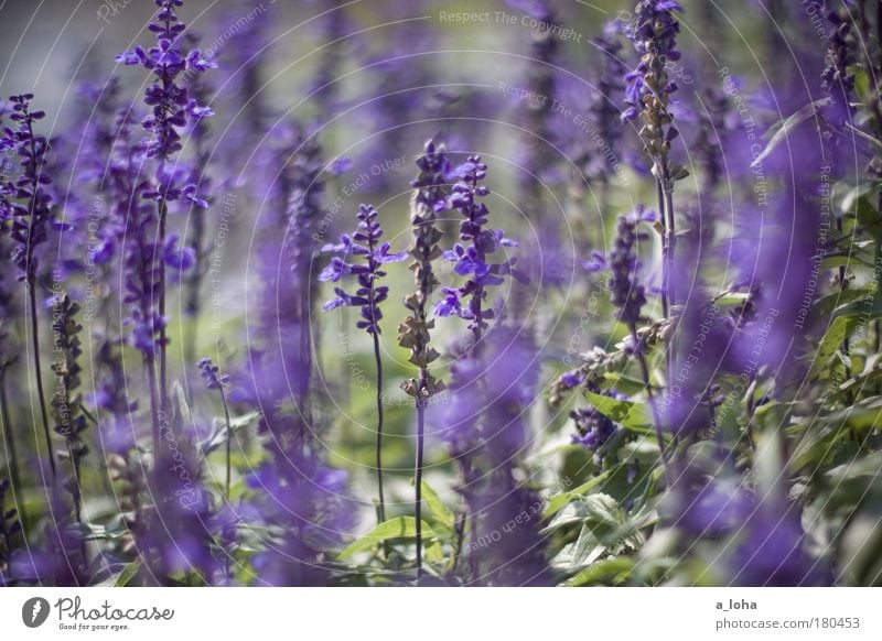 the beauty around Außenaufnahme Nahaufnahme Tag Sonnenlicht Schwache Tiefenschärfe Pflanze Schönes Wetter Blume Blatt Blüte Park Wiese Blühend träumen verblüht