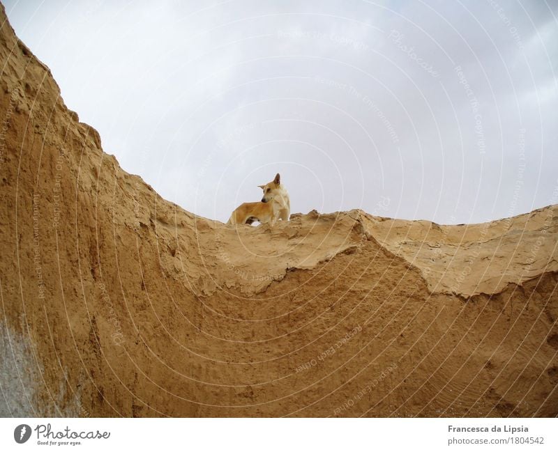 Wüstenhund Menschenleer Mauer Wand Sehenswürdigkeit Haustier Hund 1 Tier beobachten Jagd warten einfach Neugier niedlich oben trist trocken blau braun loyal