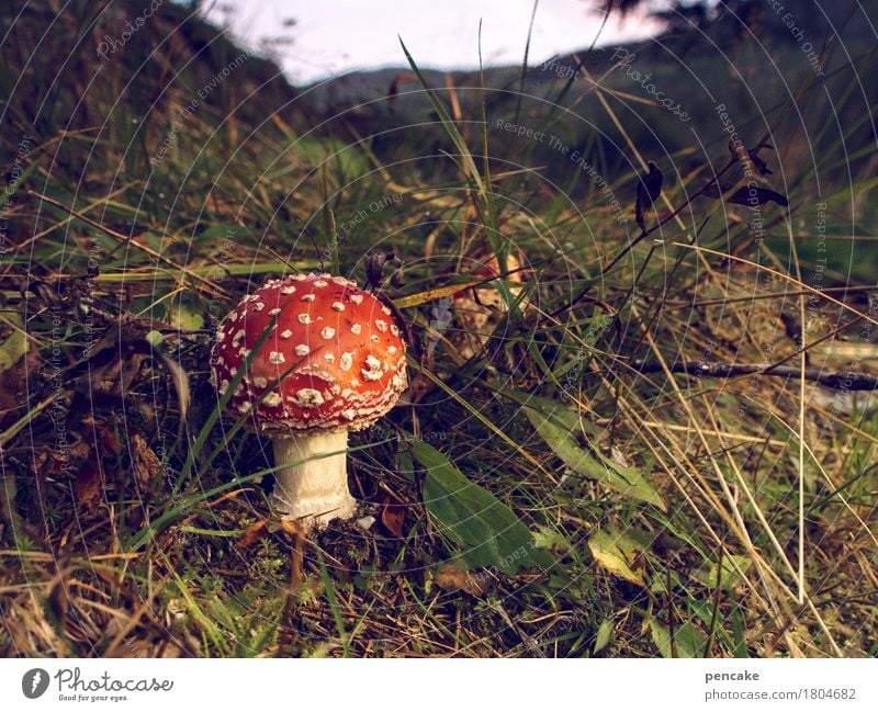 sören der 888zigste Natur Landschaft Pflanze Herbst Wald Flussufer ästhetisch Fliegenpilz Pilz Norwegen rot Gras Berge u. Gebirge Farbfoto Außenaufnahme