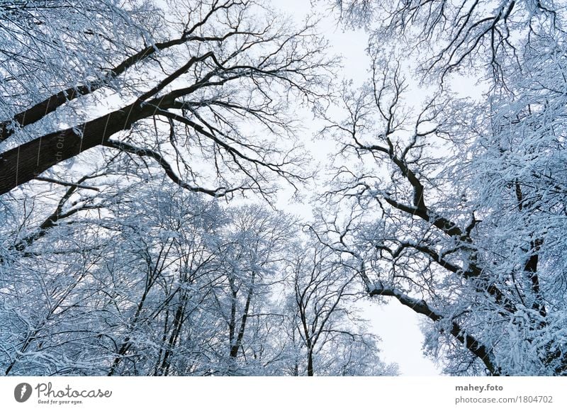 Eiswald Winterurlaub Natur Himmel Frost Baum Wald fantastisch hoch kalt oben schön weiß ruhig Idylle Perspektive Baumkrone Baumstamm Frosttag Kälteeinbruch