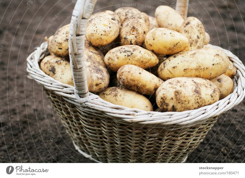 Kartoffeln Ernte Ernten Korb alt Gemüse Heftklammer Lebensmittel Landwirtschaft Ackerbau dreckig niemand