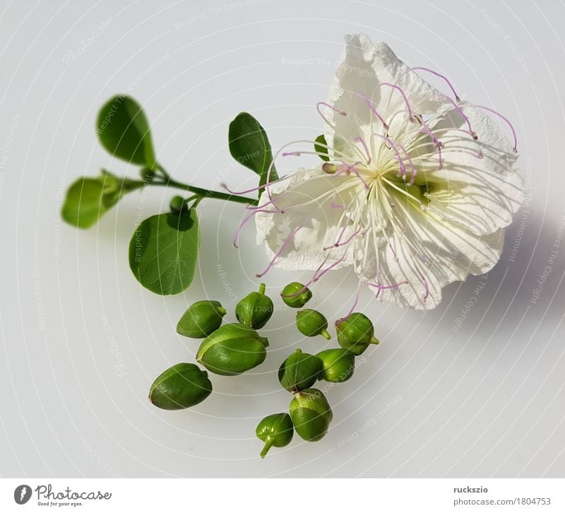 Caper; Capparis; spinosa Kräuter & Gewürze Sträucher Blüte weiß Kapernblueten Kapernstrauch Blütenknospen Kapernpflanze Heilpflanzen Küchenkräuter Friesteller