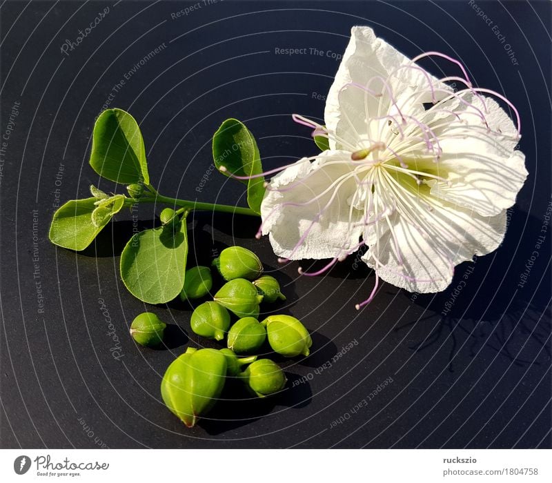 Caper; Capparis; spinosa Kräuter & Gewürze Sträucher Blüte weiß Kapernblueten Kapernstrauch Blütenknospen Kapernpflanze Heilpflanzen Küchenkräuter Friesteller