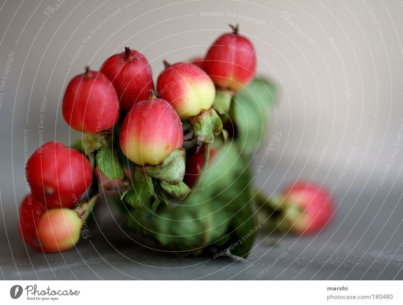 Johanniskraut Farbfoto Nahaufnahme Detailaufnahme Makroaufnahme Unschärfe Schwache Tiefenschärfe Lebensmittel Ernährung Umwelt Natur Pflanze Blume Sträucher