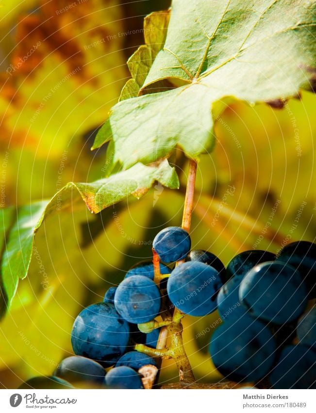 Trauben Weinblatt Blatt Sommer Weinlese Stengel Sträucher Ranke Gegenlicht grün Weinbau Weinberg Weintrauben Alkohol Ernte grünlich Lampe leuchten