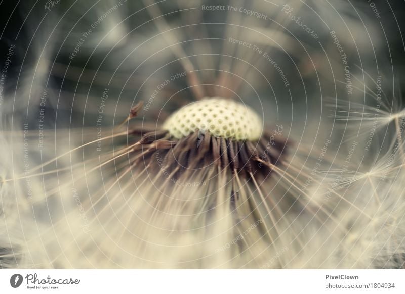 Pusteblume schön Kosmetik Parfum Gesundheit Ferien & Urlaub & Reisen Sommer Landwirtschaft Forstwirtschaft Natur Landschaft Pflanze Blume Blüte Garten Wiese