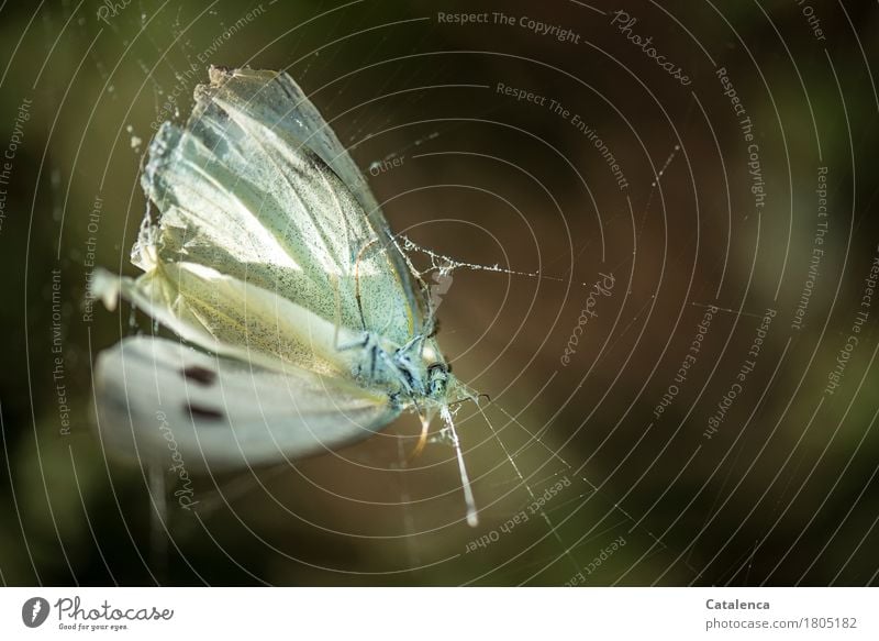 Hineingeklettert, Kohlweißling im Spinnennetz Natur Sommer Garten Tier Schmetterling 1 kämpfen dehydrieren bedrohlich braun gelb Mitgefühl gefährlich Tod