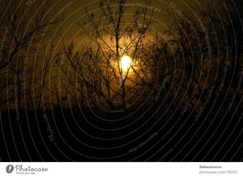 düsterer Nachmittag Sonnenuntergang Winter laublos Geäst Sträucher Straßenrand Pflanze Ast Grünstreifen