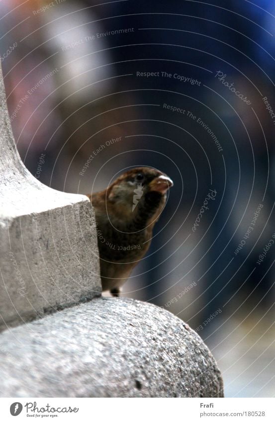 Da schaut er um die Ecke... Farbfoto Außenaufnahme Innenaufnahme Nahaufnahme Tag Zentralperspektive Tierporträt Wildtier Vogel 1 atmen genießen niedlich Spatz