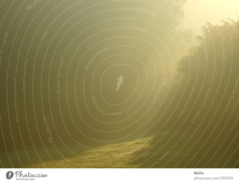 Wegweiser Umwelt Natur Landschaft Sonne Sonnenaufgang Sonnenuntergang Sonnenlicht Nebel Baum Gras Park Wiese Wald Wege & Pfade leuchten dunkel gelb gold