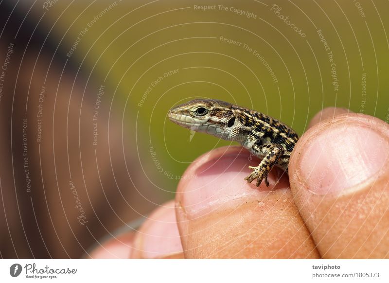 Herpetologe, der balkan Wandeidechse hält exotisch schön Haut Gesicht Wissenschaften Mensch Jugendliche Hand Natur Tier klein wild braun grün Farbe Balkan