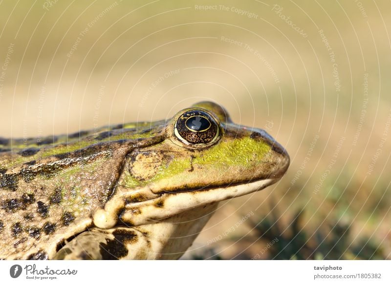 Porträt von Sumpffrosch Garten Natur Tier Teich See natürlich schleimig wild braun grün Farbe Frosch Unke Pelophylax ridibundus Auge Fauna Tierwelt Rana