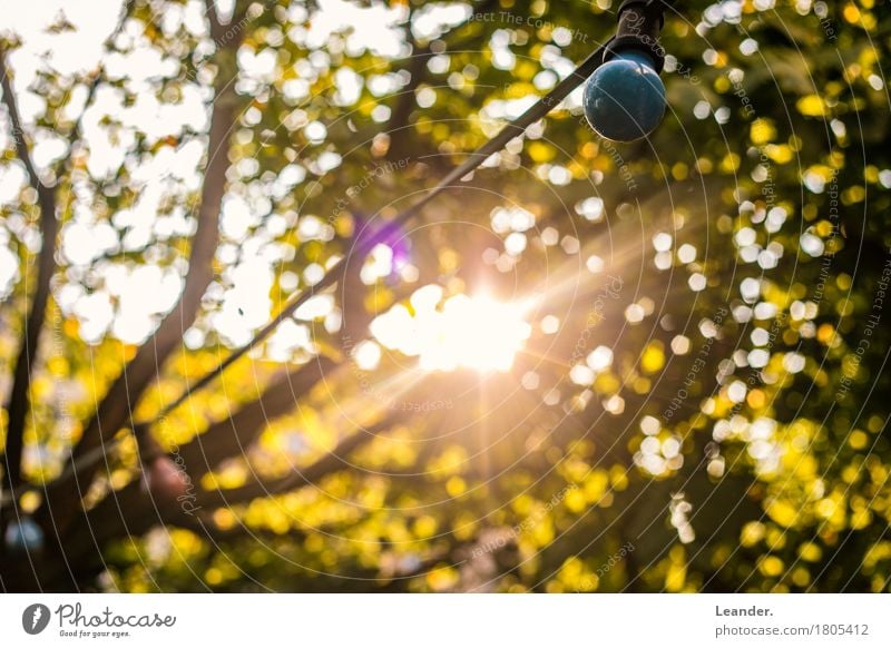 Die letzten Lichtstrahlen Umwelt Natur Schönes Wetter gelb gold grün herbstlich Herbst Sonne Garten Abend Blatt Farbfoto Gedeckte Farben mehrfarbig