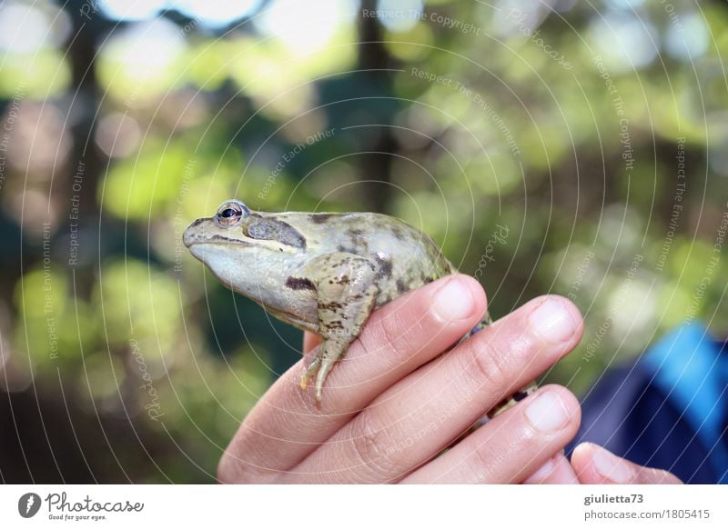 I have you, my prince! ;) Kinderspiel Umwelt Natur Tier Sommer Herbst Klimawandel Wildtier Frosch 1 beobachten berühren entdecken fangen festhalten schleimig