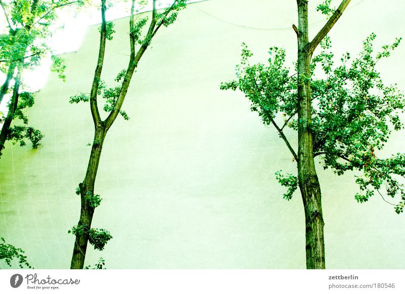 Bäume Baum Laubbaum Hof Hinterhof Wand Mauer Brandmauer Sommer